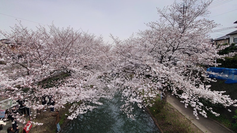 京都・伏見十石舟の桜