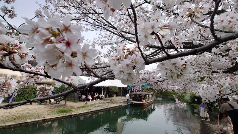 京都・伏見十石舟の桜