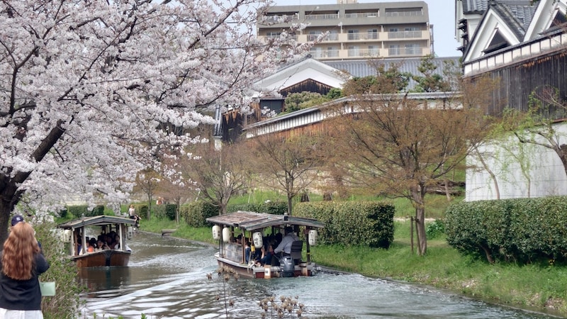 京都・伏見十石舟の桜