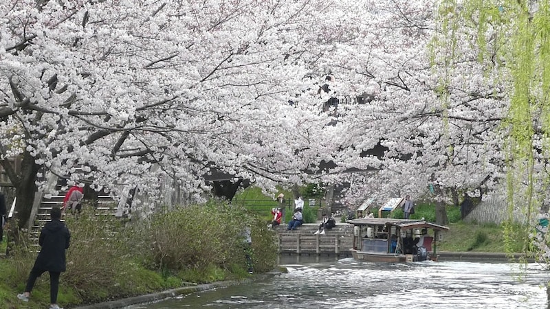 京都・伏見十石舟の桜