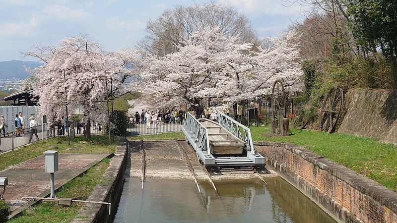 京都・蹴上インクラインの桜並木
