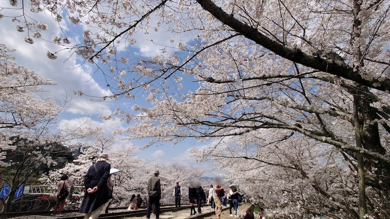 京都・蹴上インクラインの桜並木