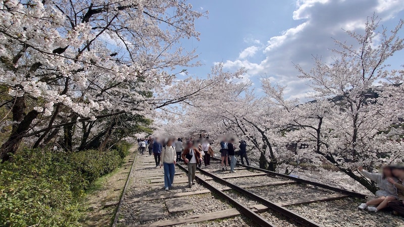 京都・蹴上インクラインの桜並木