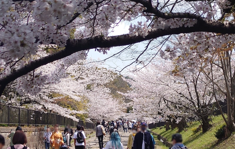 京都・蹴上インクラインの桜並木