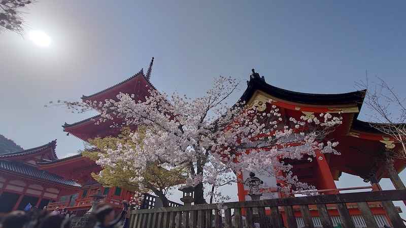 京都・清水寺の桜