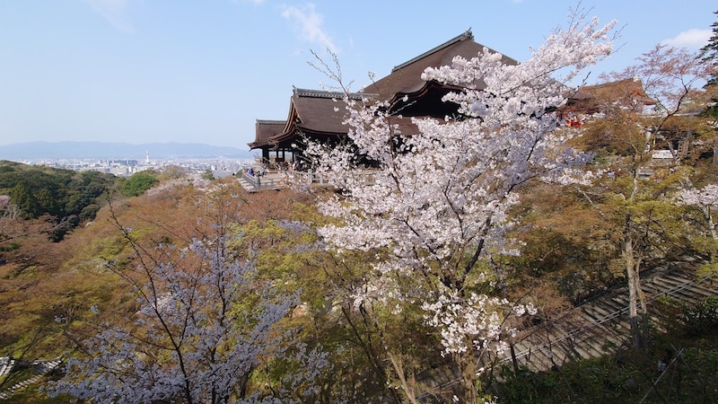 京都・清水寺の桜