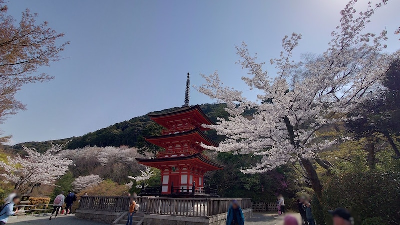 京都・清水寺の桜