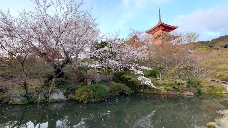 京都・清水寺の桜