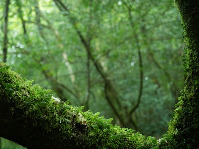 屋久島苔むす森