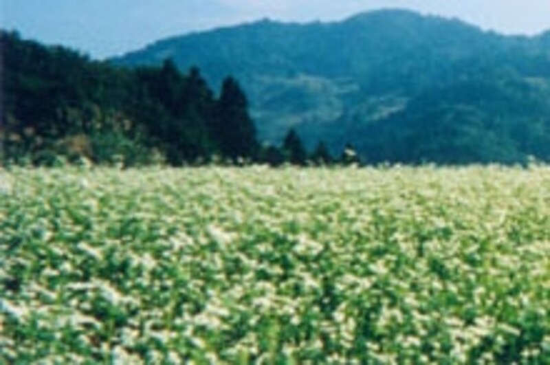 飯山市富倉のそば畑
