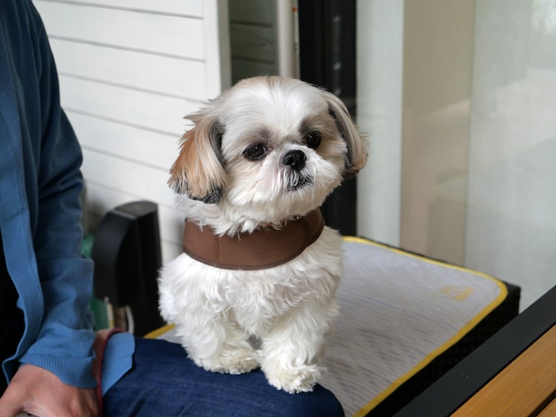 動物病院の帰りに立ち寄った、りあちゃん（シーズー）（筆者撮影）
