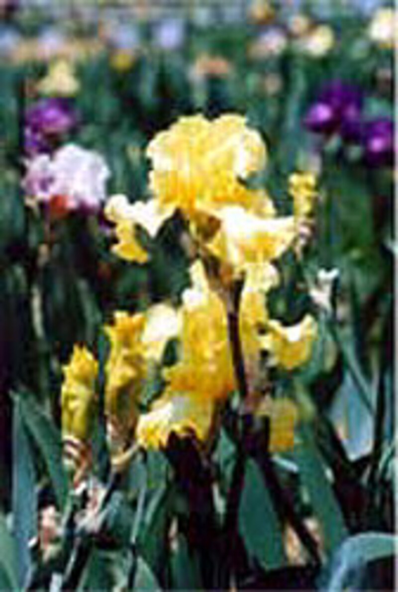 虹の花！ジャーマンアイリス [安曇野・上高地・松本の観光・旅行] All 