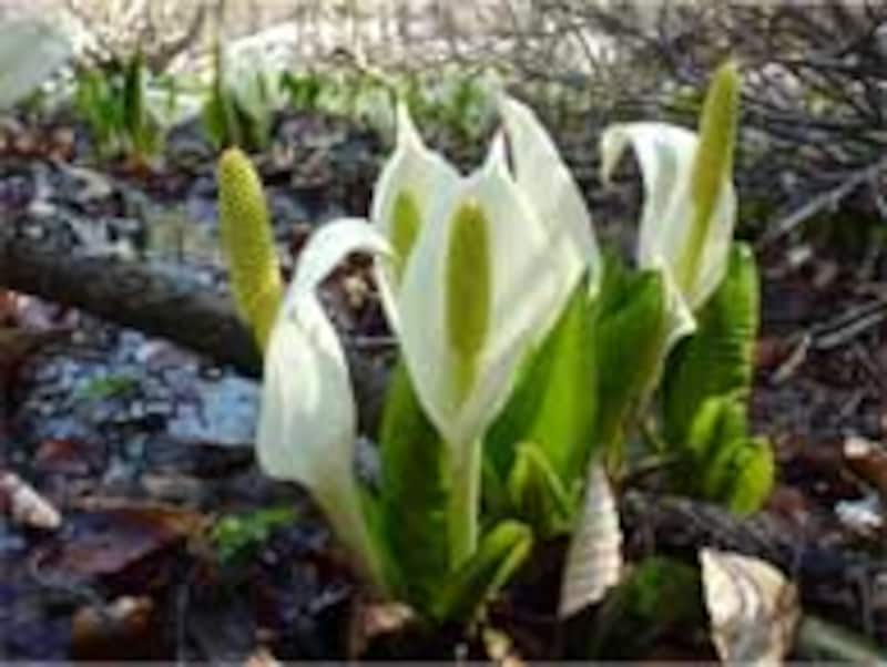 水芭蕉はサトイモ科の多年草