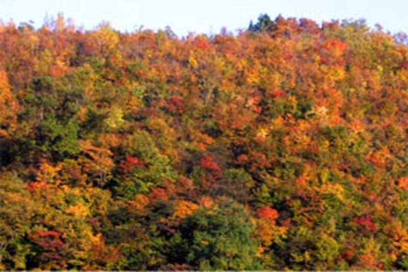 秘境 秘湯 絶景 秋山郷の紅葉 長野の観光 旅行 All About