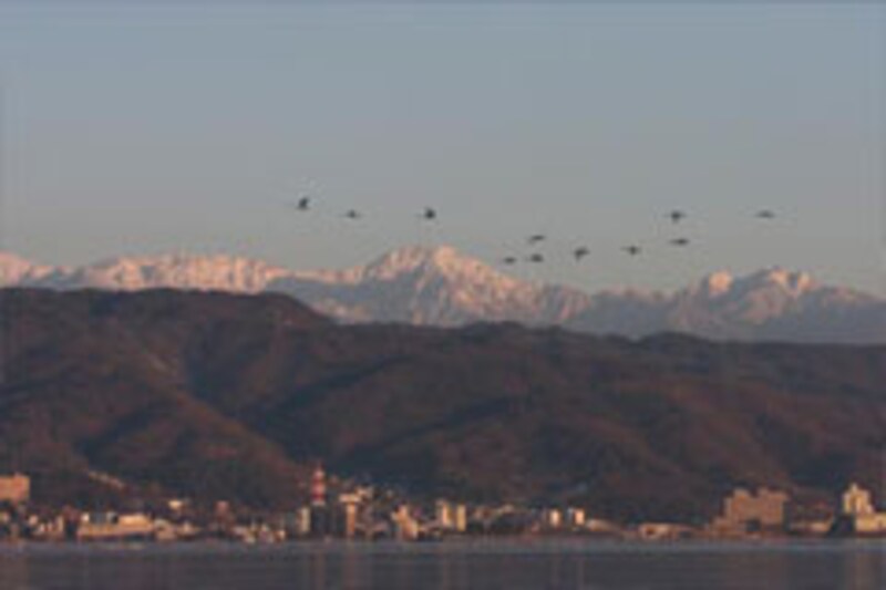 八ヶ岳連峰と飛翔する白鳥の群れ
