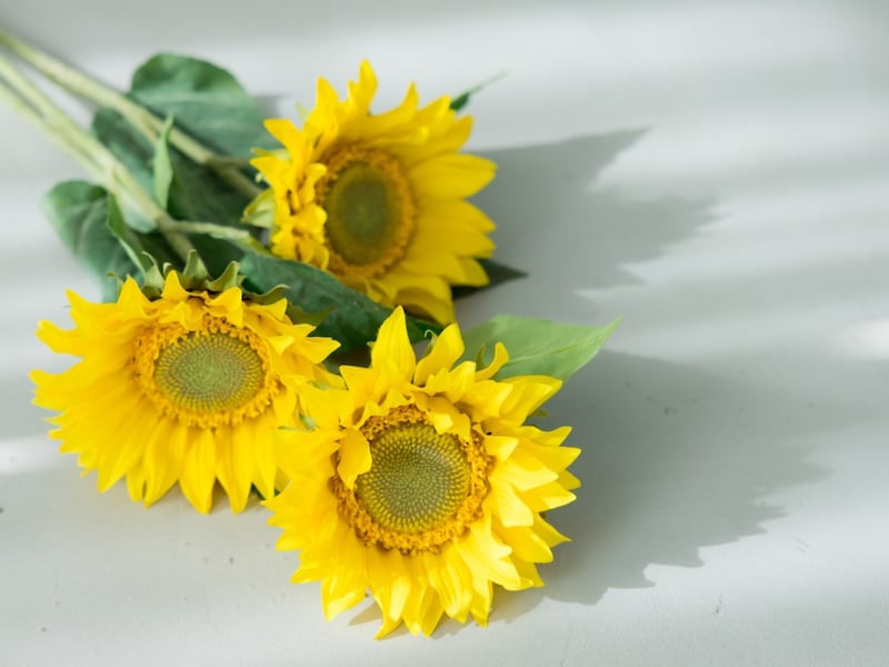 父の日の花といえばヒマワリをイメージする人が多いかもしれません ※画像：Shutterstock.com