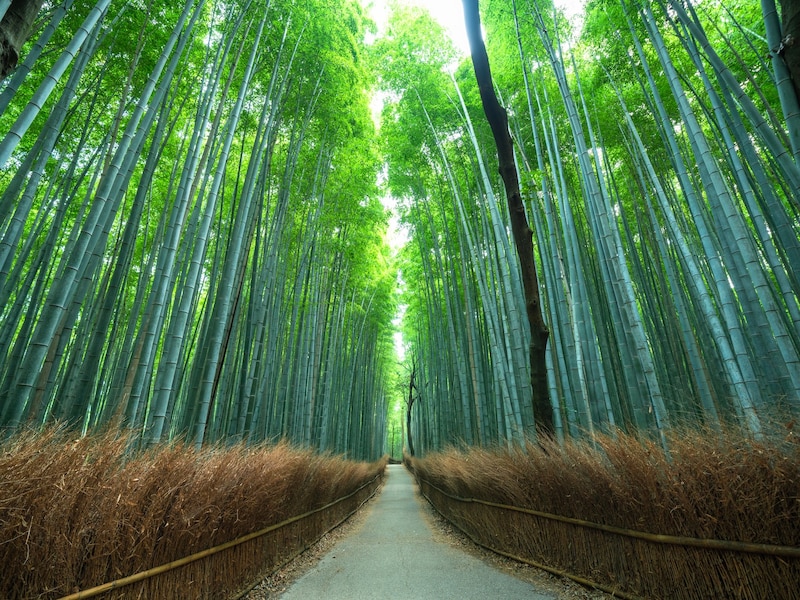 嵯峨野の竹林の道