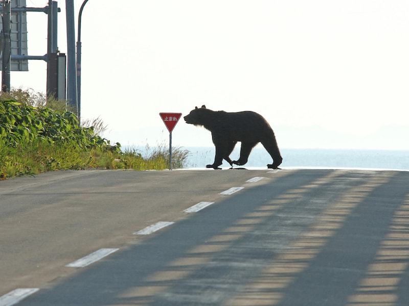 専門家はほぼゼロ。クマ被害拡大を止められない ※画像出典:PIXTA