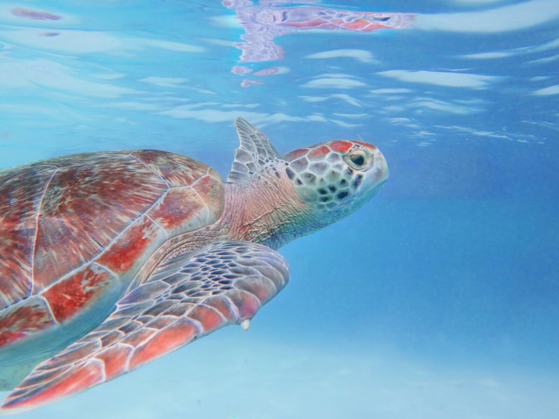 ベランダから見えたウミガメに感動