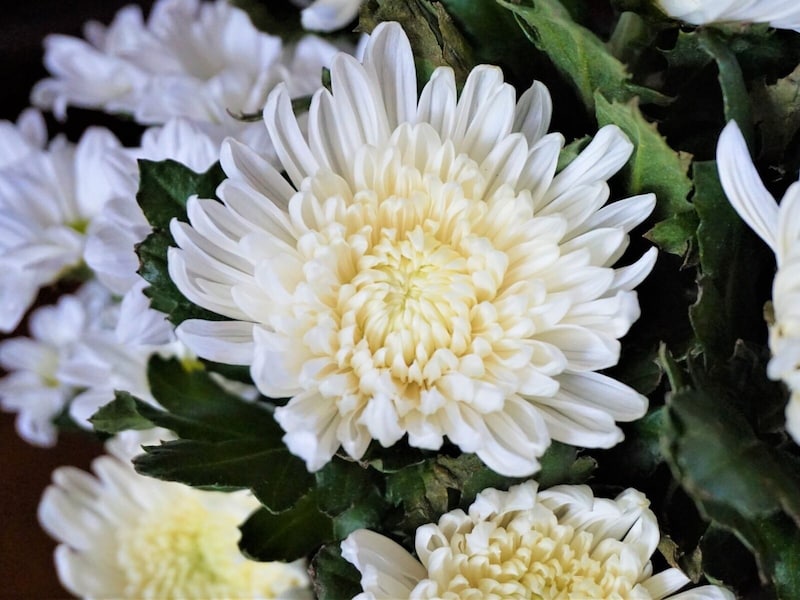 「仏花」としてのイメージが強い菊の花（画像：PIXTA）