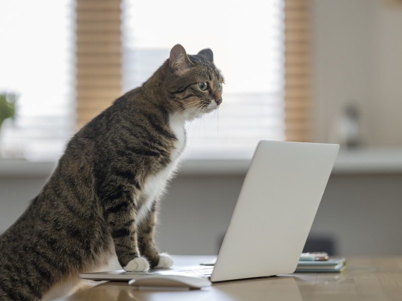 ゆうちょ銀行のキャッシュカード、暗証番号を何回連続で間違えるとロックされる？（画像：PIXTA）