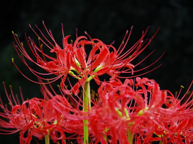 お彼岸シーズンに開花する彼岸花（※画像：PIXTA）