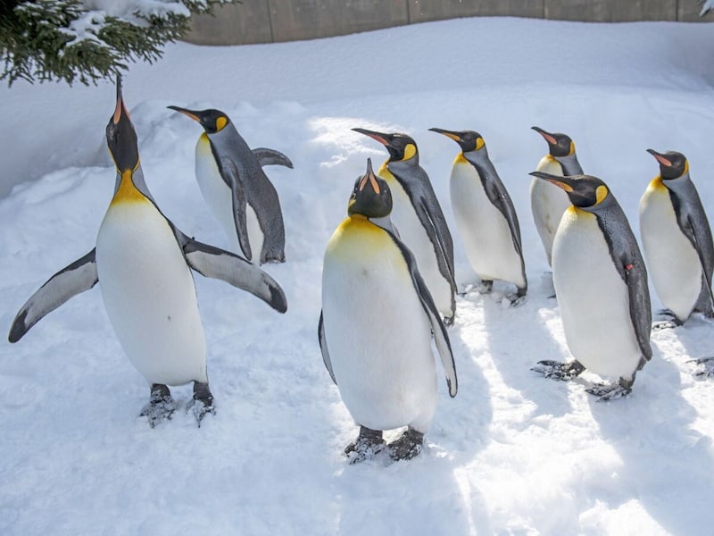 シニアの秋冬旅_旭山動物園