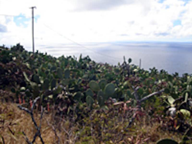 マカプウ・トレイル