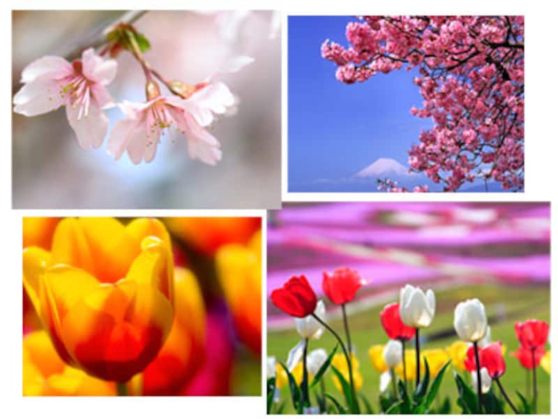 桜・チューリップ