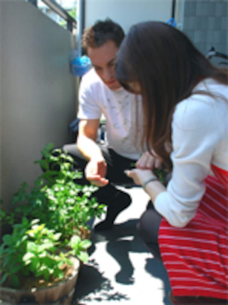 ベランダガーデニング