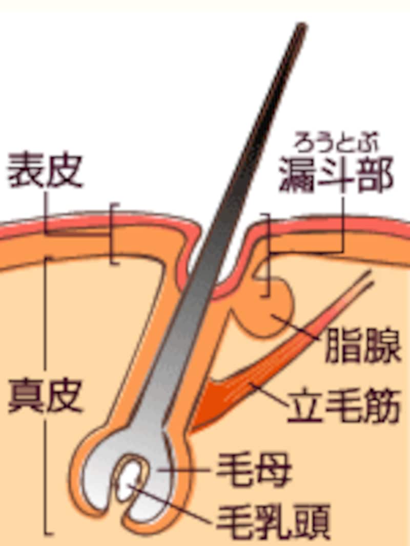 鼻の横をこすると臭い!その理由と原因を ...