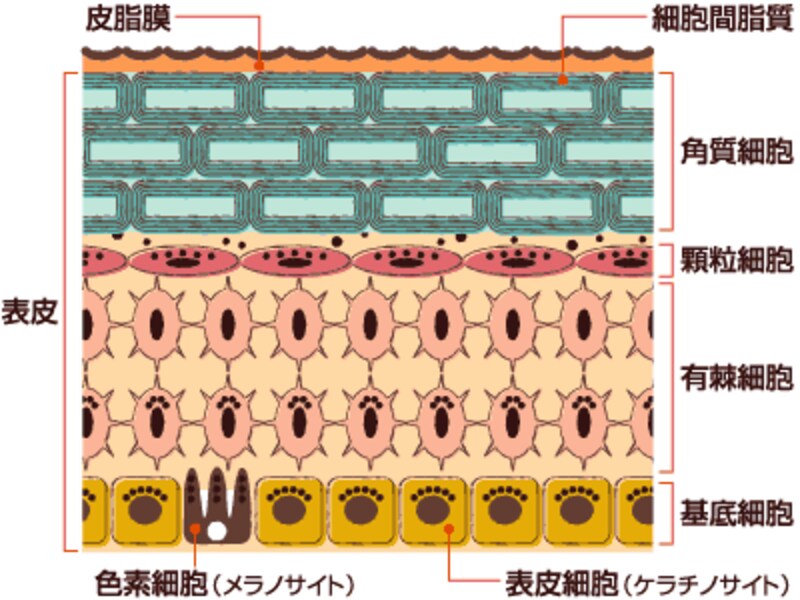 皮膚の構造