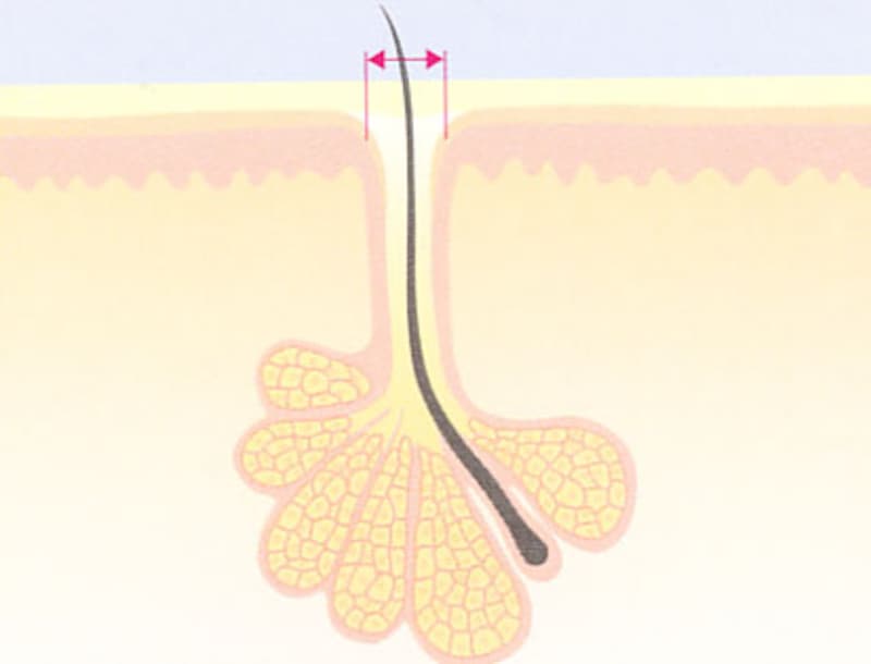 まずは毛穴のしくみを知って 年代別にトラブル解決 必勝 皮脂テカ対策１ スキンケア All About
