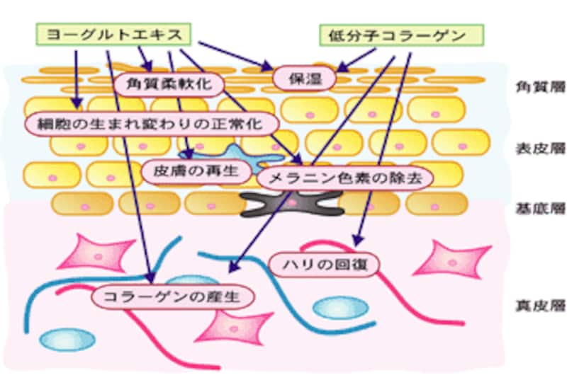 皮膚の構造