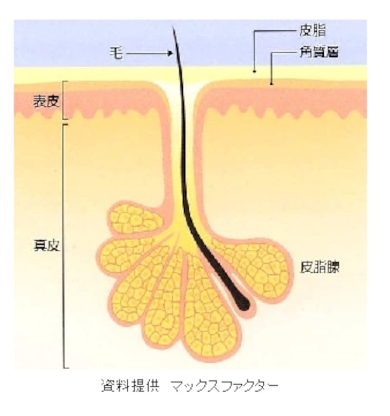 皮肌造