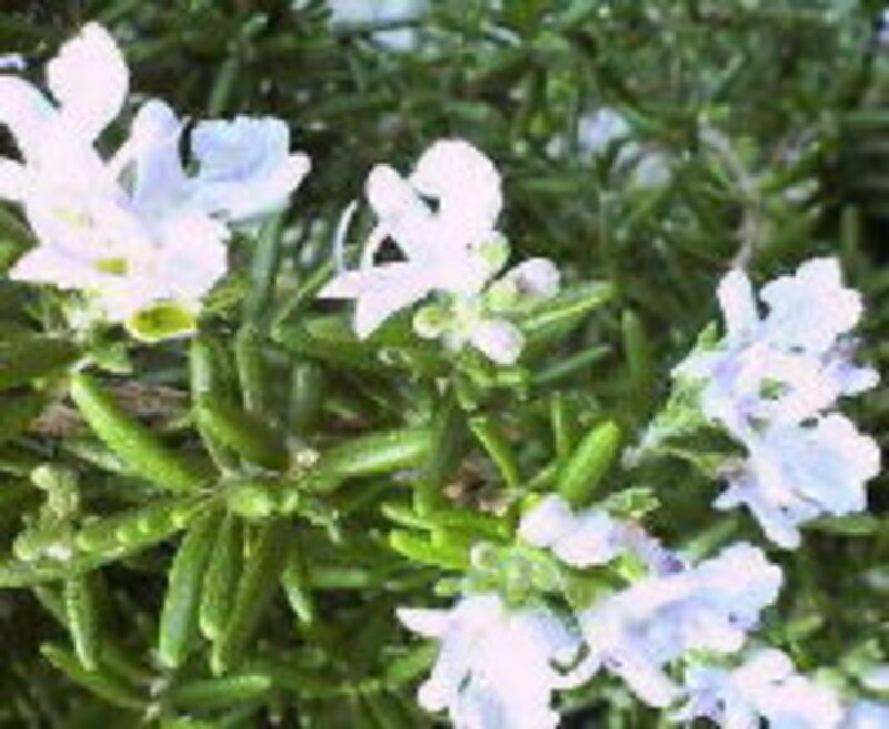 rosemaryflower2.jpg