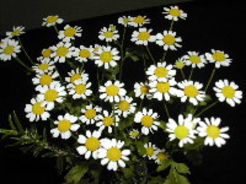 chamomile1.jpg