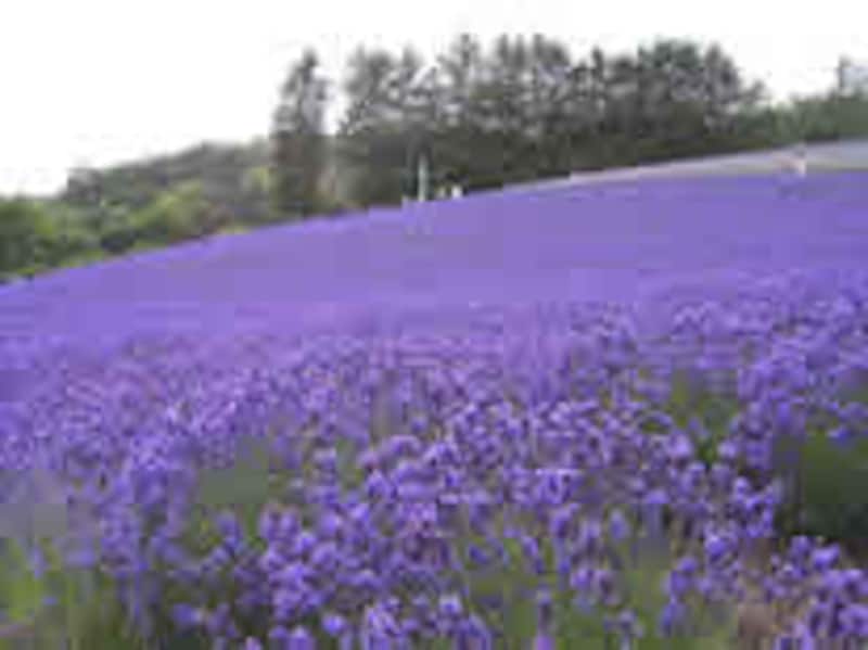 //pro-aa.s3.amazonaws.com/aa/gm/article/5/6/7/5/9/lavender.jpg