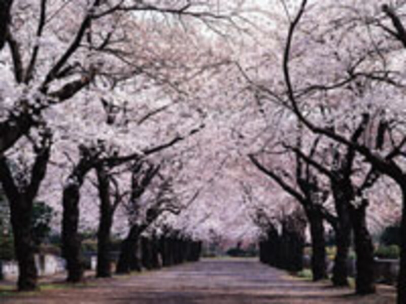 韓国の桜