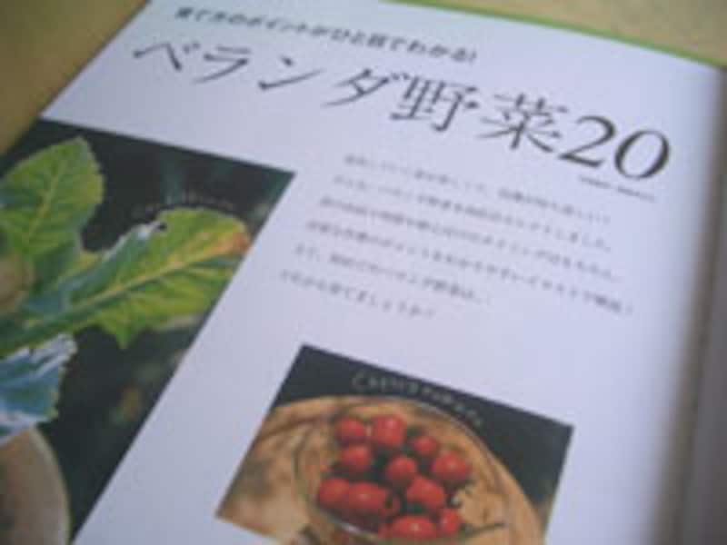 おうちで野菜作り