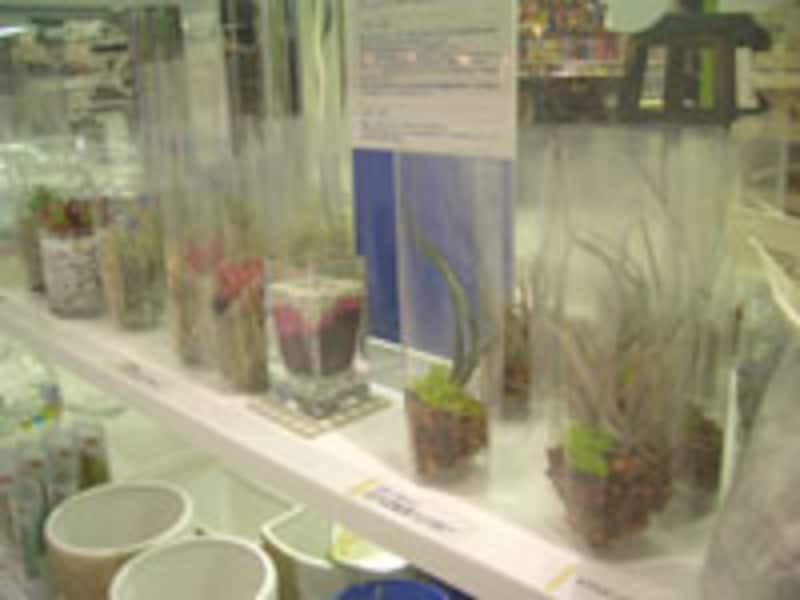 エアープランツ