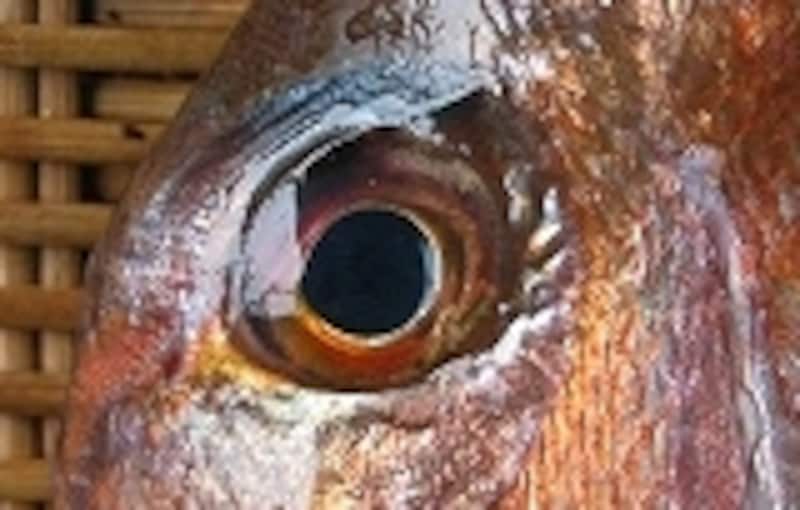鯛の目