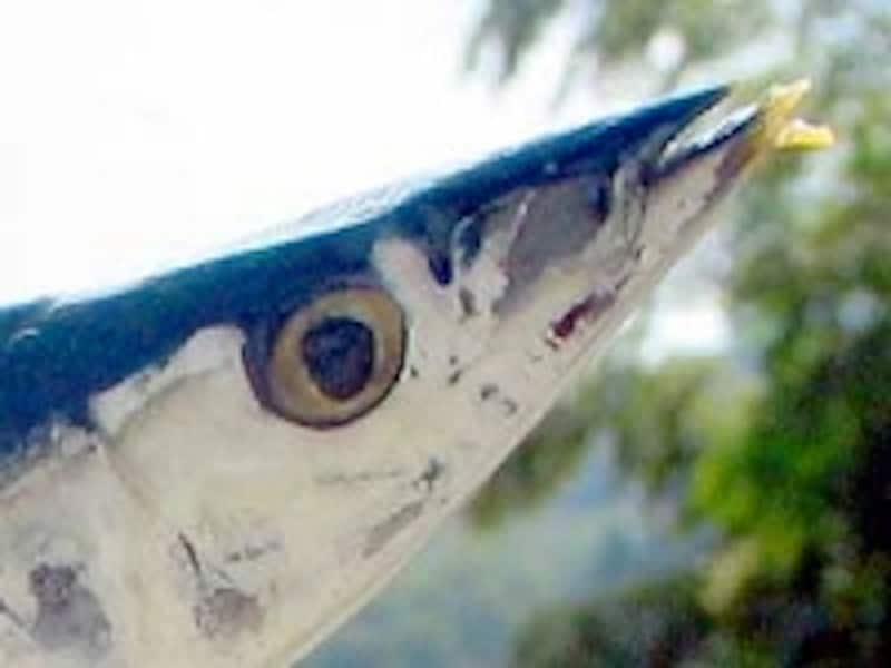 サンマの口先