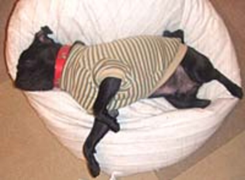 ペットの毛も吸い取ります。小型のハンディ掃除機では格段の吸引力