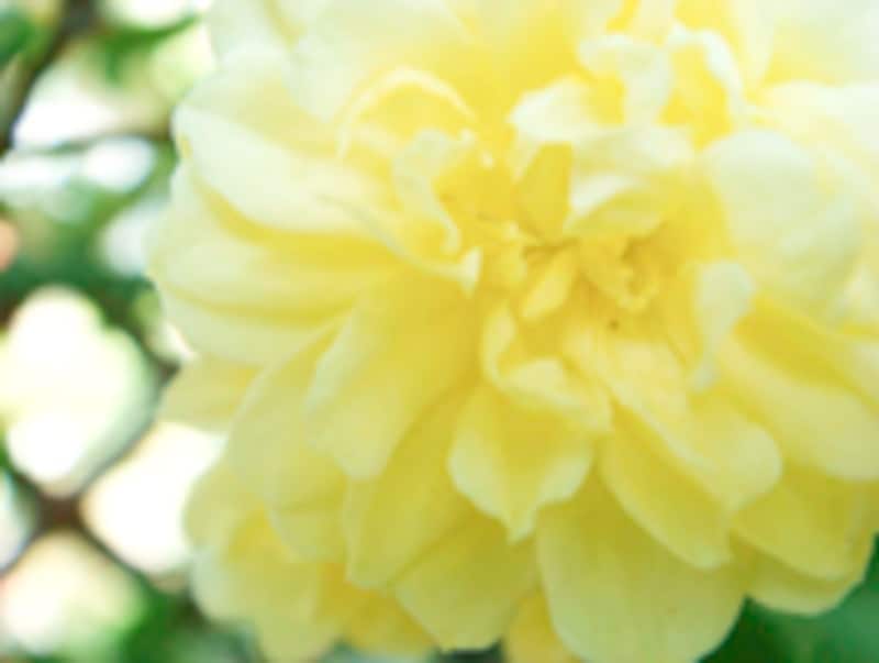 SONY cyber-shot DSC-T20