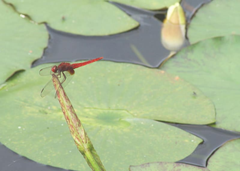 ソニー デジタル一眼レフカメラ α100