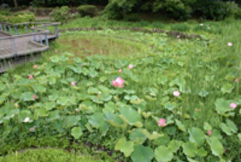 ソニー デジタル一眼レフカメラ α100