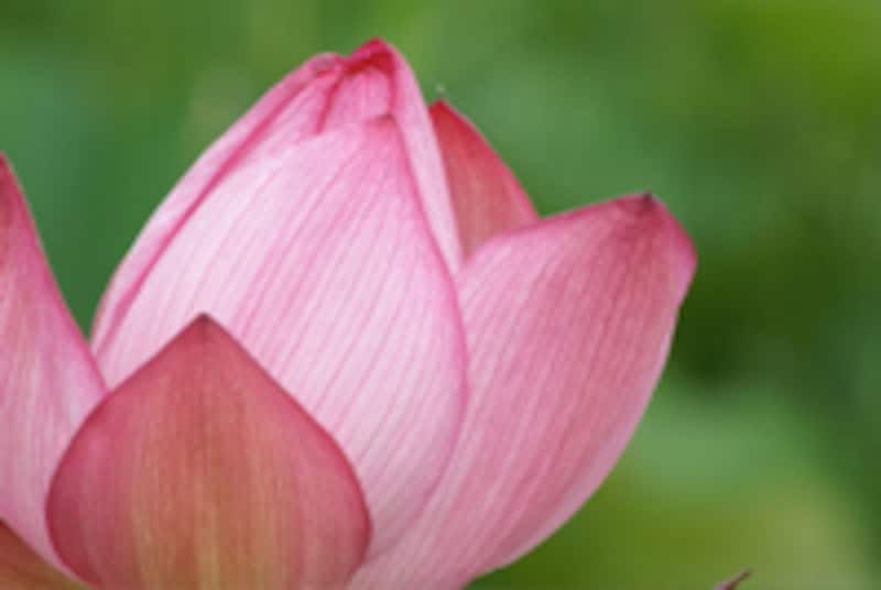 ソニー デジタル一眼レフカメラ α100