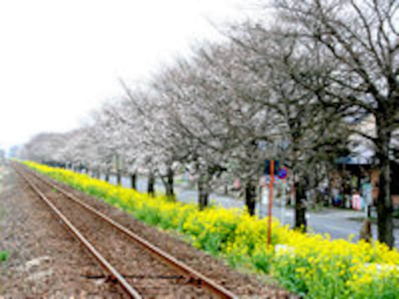 桜・菜の花街道