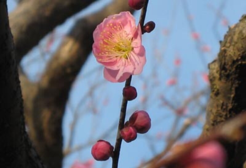 筑波山で撮影した梅の花
